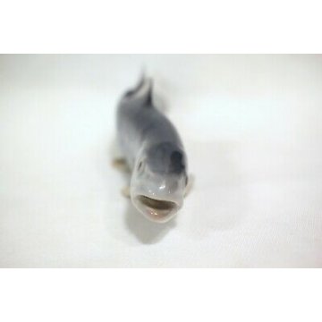 ANTIQUE ROYAL COPENHAGEN PORCELAIN FIGURE  8912 TROUT FISH DENMARK Ceramica 