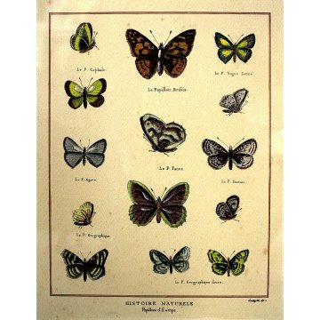 COPPIA QUADRO STAMPA ACQUERELLATA Histoire Naturele Papillons D'Europa FARFALLE