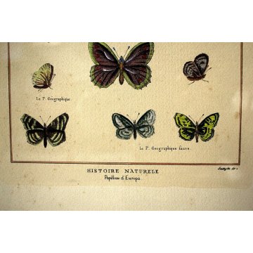 COPPIA QUADRO STAMPA ACQUERELLATA Histoire Naturele Papillons D'Europa FARFALLE