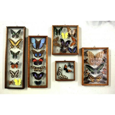 Lotto 5 TECA COLLEZIONE DI FARFALLE  BUTTERFLY VINTAGE COLLECTION WOODEN CASE
