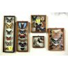 Lotto 5 TECA COLLEZIONE DI FARFALLE  BUTTERFLY VINTAGE COLLECTION WOODEN CASE