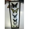 Lotto 5 TECA COLLEZIONE DI FARFALLE  BUTTERFLY VINTAGE COLLECTION WOODEN CASE