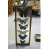Lotto 5 TECA COLLEZIONE DI FARFALLE  BUTTERFLY VINTAGE COLLECTION WOODEN CASE