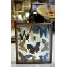 Lotto 5 TECA COLLEZIONE DI FARFALLE  BUTTERFLY VINTAGE COLLECTION WOODEN CASE