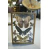 Lotto 5 TECA COLLEZIONE DI FARFALLE  BUTTERFLY VINTAGE COLLECTION WOODEN CASE
