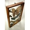 Lotto 5 TECA COLLEZIONE DI FARFALLE  BUTTERFLY VINTAGE COLLECTION WOODEN CASE