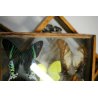 Lotto 5 TECA COLLEZIONE DI FARFALLE  BUTTERFLY VINTAGE COLLECTION WOODEN CASE