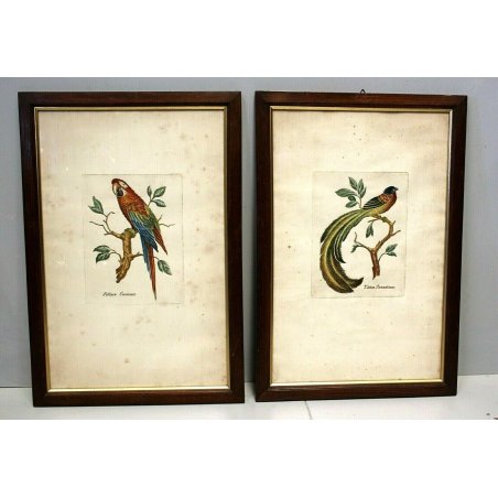 COPPIA QUADRO STAMPA ZOOLOGICA UCCELLI Vidua Paradisea Sittace Coccigea BIRDS 