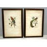 COPPIA QUADRO STAMPA ZOOLOGICA UCCELLI Vidua Paradisea Sittace Coccigea BIRDS 