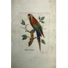 COPPIA QUADRO STAMPA ZOOLOGICA UCCELLI Vidua Paradisea Sittace Coccigea BIRDS 