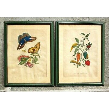 COPPIA ANTICHE LITOGRAFIE BOTANICHE COLORI FRANCESI 800 PAPAYA PIPER INDICUM  