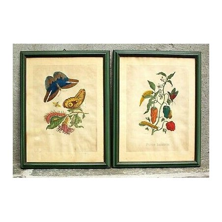 COPPIA ANTICHE LITOGRAFIE BOTANICHE COLORI FRANCESI 800 PAPAYA PIPER INDICUM  