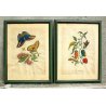 COPPIA ANTICHE LITOGRAFIE BOTANICHE COLORI FRANCESI 800 PAPAYA PIPER INDICUM  