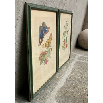 COPPIA ANTICHE LITOGRAFIE BOTANICHE COLORI FRANCESI 800 PAPAYA PIPER INDICUM  
