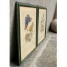 COPPIA ANTICHE LITOGRAFIE BOTANICHE COLORI FRANCESI 800 PAPAYA PIPER INDICUM  