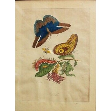 COPPIA ANTICHE LITOGRAFIE BOTANICHE COLORI FRANCESI 800 PAPAYA PIPER INDICUM  