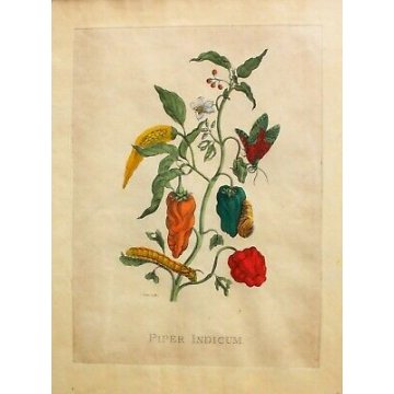 COPPIA ANTICHE LITOGRAFIE BOTANICHE COLORI FRANCESI 800 PAPAYA PIPER INDICUM  
