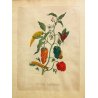 COPPIA ANTICHE LITOGRAFIE BOTANICHE COLORI FRANCESI 800 PAPAYA PIPER INDICUM  
