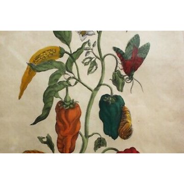 COPPIA ANTICHE LITOGRAFIE BOTANICHE COLORI FRANCESI 800 PAPAYA PIPER INDICUM  