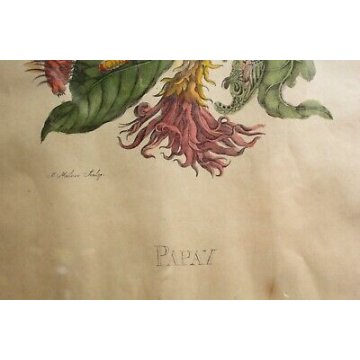 COPPIA ANTICHE LITOGRAFIE BOTANICHE COLORI FRANCESI 800 PAPAYA PIPER INDICUM  