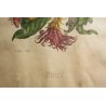 COPPIA ANTICHE LITOGRAFIE BOTANICHE COLORI FRANCESI 800 PAPAYA PIPER INDICUM  