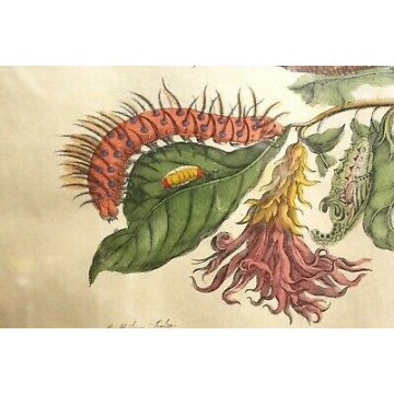 COPPIA ANTICHE LITOGRAFIE BOTANICHE COLORI FRANCESI 800 PAPAYA PIPER INDICUM  