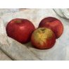 GRANDE QUADRO OLIO NATURA MORTA FRUTTA MELE FIASCO ALLORO CORNICE GUILLOCHE '900