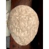 ANTICA SCULTURA Carlo Zapelloni GESSO RITRATTO TESTA Andrea Zapelloni STRESA 900