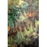 ANTICO QUADRO OLIO TAVOLA G. Prelli PAESAGGIO ORTA S. GIULIO CIPRESSI PARCO 1975