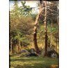 QUADRO DIPINTO OLIO Camillo Besana PAESAGGIO ALPINO BOSCO ABETI MALESCO ALPI 800
