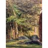 QUADRO DIPINTO OLIO Camillo Besana PAESAGGIO ALPINO BOSCO ABETI MALESCO ALPI 800