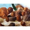 QUADRO OLIO Nino Belotti NATURA MORTA COMPOSIZIONE FUNGHI PORCINI PIATTO '900