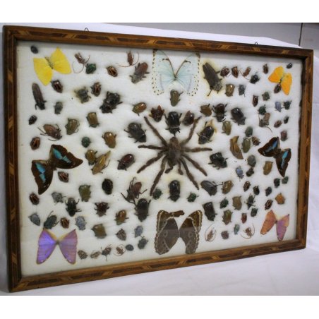 ANTICA TECA ENTOMOLOGA CORNICE VITTORIANA epoca 800 ENTOMOLOGIA BACHECA INSETTI