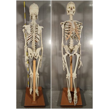 ANTICO SCHELETRO didattico UMANO 183 cm ANATOMICO anni 50 Museo Germania Est GDR