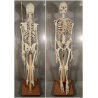 ANTICO SCHELETRO didattico UMANO 183 cm ANATOMICO anni 50 Museo Germania Est GDR