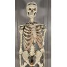 ANTICO SCHELETRO didattico UMANO 183 cm ANATOMICO anni 50 Museo Germania Est GDR