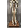 ANTICO SCHELETRO didattico UMANO 183 cm ANATOMICO anni 50 Museo Germania Est GDR