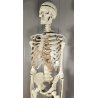 ANTICO SCHELETRO didattico UMANO 183 cm ANATOMICO anni 50 Museo Germania Est GDR