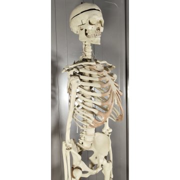 Scheletro Anatomico Umano A Grandezza Naturale 85 Cm – Modello In Piedi Per Studio