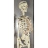 ANTICO SCHELETRO didattico UMANO 183 cm ANATOMICO anni 50 Museo Germania Est GDR