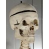 ANTICO SCHELETRO didattico UMANO 183 cm ANATOMICO anni 50 Museo Germania Est GDR