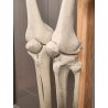 ANTICO SCHELETRO didattico UMANO 183 cm ANATOMICO anni 50 Museo Germania Est GDR