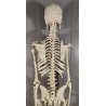 ANTICO SCHELETRO didattico UMANO 183 cm ANATOMICO anni 50 Museo Germania Est GDR