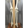 ANTICO SCHELETRO didattico UMANO 183 cm ANATOMICO anni 50 Museo Germania Est GDR