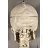 ANTICO SCHELETRO didattico UMANO 183 cm ANATOMICO anni 50 Museo Germania Est GDR