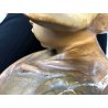 ANTICA SCULTURA GESSO MEZZOBUSTO BIMBA OLANDESINA STATUA ART DECO FIRMATA '900