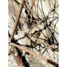 ANTICA BICICLETTA UOMO Fratelli Fornara FRENO PEDALE ruote 28'' BIKE bici epoca