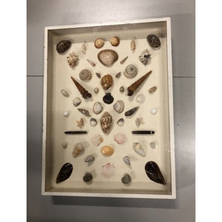 VINTAGE Piero Fornasetti TECA CORNICE BACHECA QUADRO conchiglie SHELL RACCOLTA