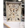 VINTAGE Piero Fornasetti TECA CORNICE BACHECA QUADRO conchiglie SHELL RACCOLTA