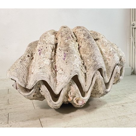 ENORME TRIDACNA GIGAS NATURALE CONCHIGLIA GIGANTE 200 KG FOSSILE SHELL 89x62x60